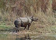 Archivo:Indian rhinoceros