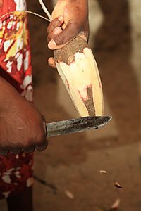 Archivo:Instrument rudimentaire pour réduire le manioc en couac
