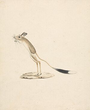 Archivo:James Bruce - Jerboa - B1977.14.8696 - Yale Center for British Art