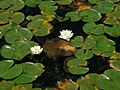 Juanita Bay - lily pads