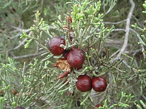 Archivo:Juniperus phoenicea 4