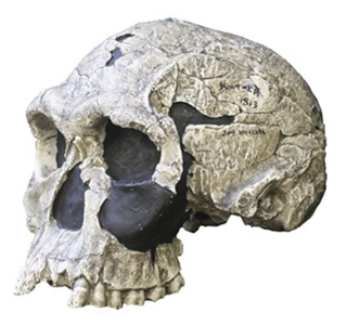 KNM ER 1813 (H. habilis).png