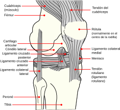 Knee diagram es.svg