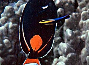 Archivo:Labroides dimidiatus and Acanthurus achilles by NPS