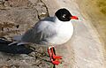 Larus melanocephalus -Zwin (Belgium)