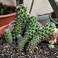 Mammillaria vetula ssp. gracilis (Family Cactaceae)