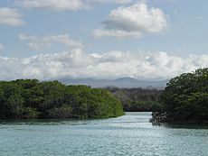 Archivo:Mangroves - Flickr - pellaea