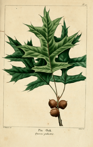 Archivo:NAS-027 Quercus palustris