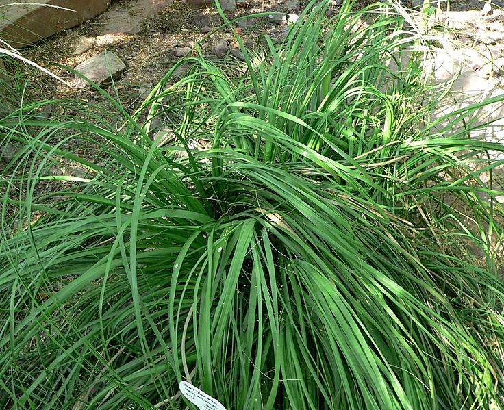 Nolina microcarpa form