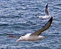 Northern Royal Albatross with Red-billed Gull Taiaroa Head Sept 2007