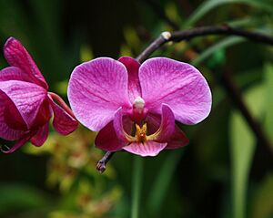 Archivo:ORQUÍDEAS 1