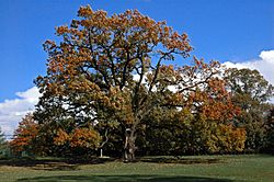 Old oak tree in Florham Park NJ.jpg