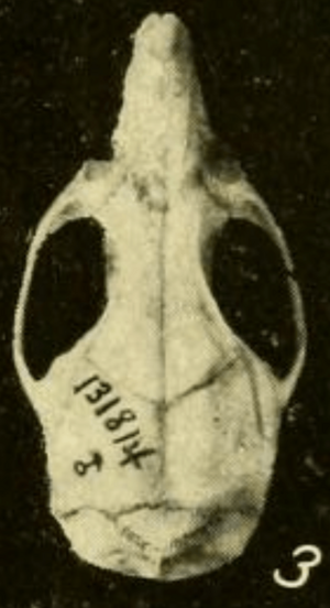 Archivo:Oryzomys couesi couesi dorsal