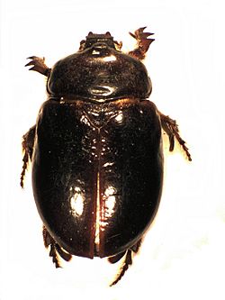Pericoptus truncatus dorsal.jpg