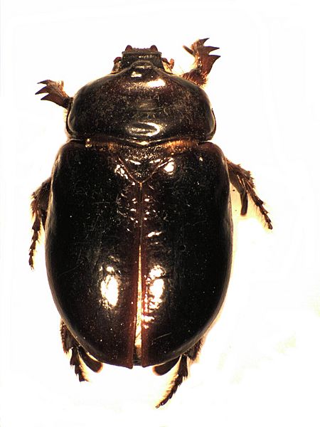 Pericoptus truncatus dorsal