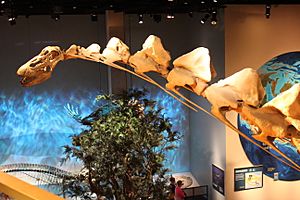 Archivo:Perot Museum Alamosaurus neck