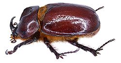 Phyllognathus excavatus Forster, 1771 male (3182022511) (2).jpg