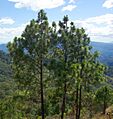 Pinus oocarpa Perquín