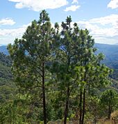 Pinus oocarpa Perquín