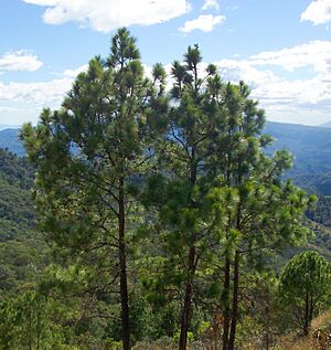 Archivo:Pinus oocarpa Perquín