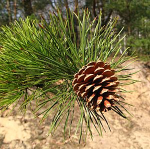 Archivo:Pinus rigida cone Poland