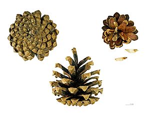 Archivo:Pinus sylvestris MHNT.BOT.2005.0.971