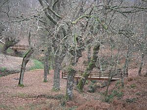 Archivo:Pontesveigado