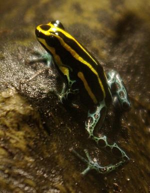 Archivo:Rmventrimaculata