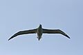 Royal Albatross-Nueva Zelanda01