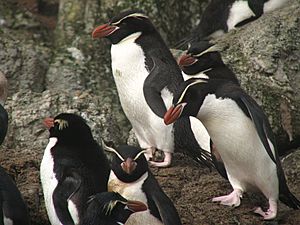 Archivo:Snares Penguin (Eudyptes robustus) -group