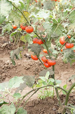 Archivo:Solanum aethiopicum for seeds