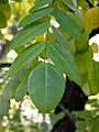 Sophora japonica var. pendula (7)