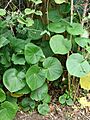Starr 080716-9403 Macropiper puberulum