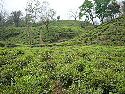 Tea Garden Srimongol Sylhet Bangladesh 2.JPG