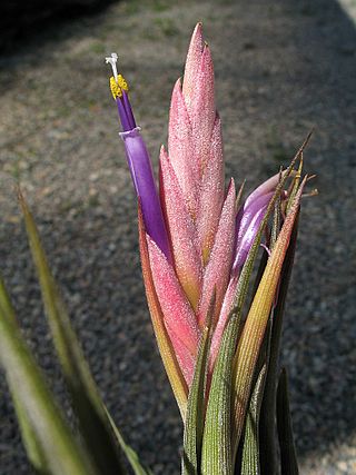 Tillandsia circinnatoides (TS) 2-02322.jpg