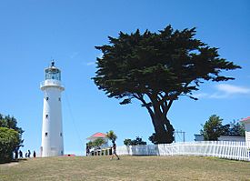 Tiritri Matangi lighthouse and macrocarpa tree.jpg