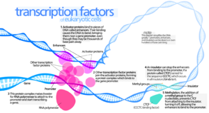 Archivo:Transcription Factors