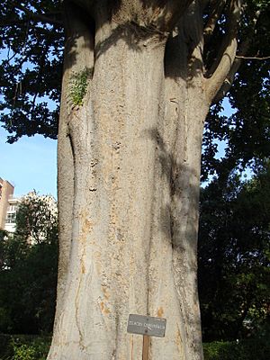 Archivo:Tronco de Zelkova carpinifolia