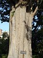 Tronco de Zelkova carpinifolia