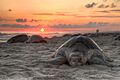 Turtle golfina escobilla oaxaca mexico claudio giovenzana 2010