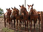 Archivo:Two year old budjonny stallions in russia