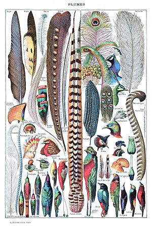 Ilustración con plumas de diversas formas y coloraciones.