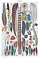 Types de plumes. - Larousse pour tous, -1907-1910-