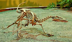 Velociraptor Wyoming Dinosaur Center.jpg