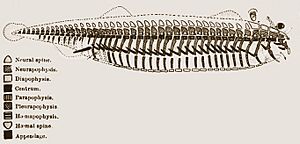 Archivo:Vertebrate archetype