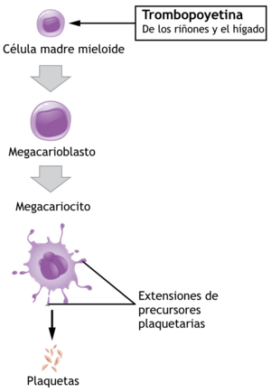 Archivo:1908 Platelet Development-es