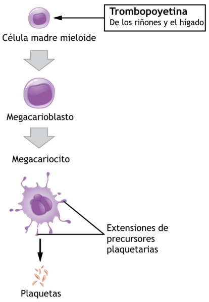1908 Platelet Development-es