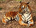 2012 Suedchinesischer Tiger