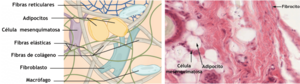 Archivo:408 Connective Tissue-es