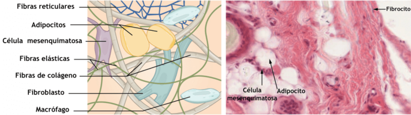 408 Connective Tissue-es